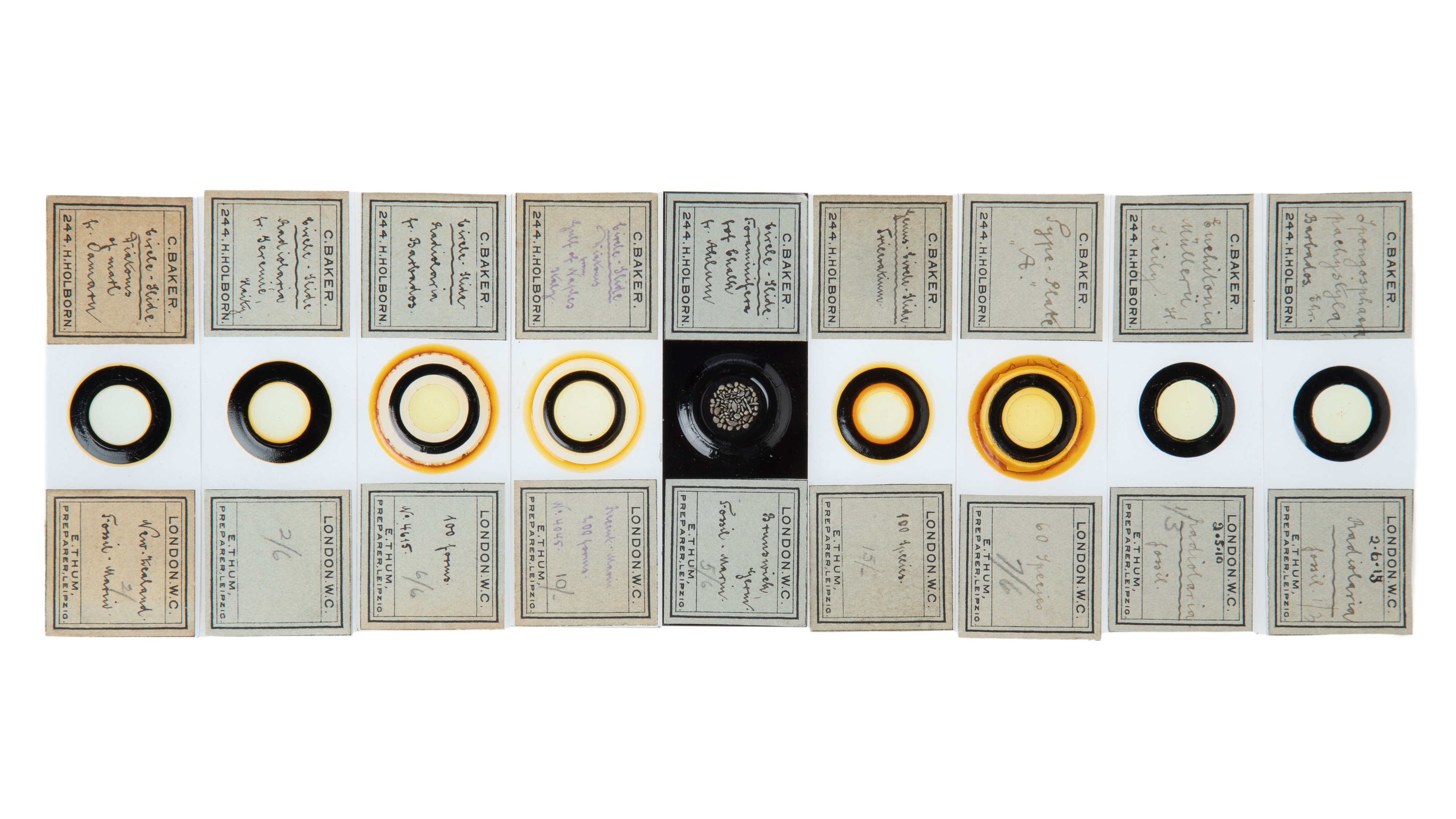 An Impressive Collection of Arranged Diatom & Foraminifera Microscope Slides, - Image 14 of 19