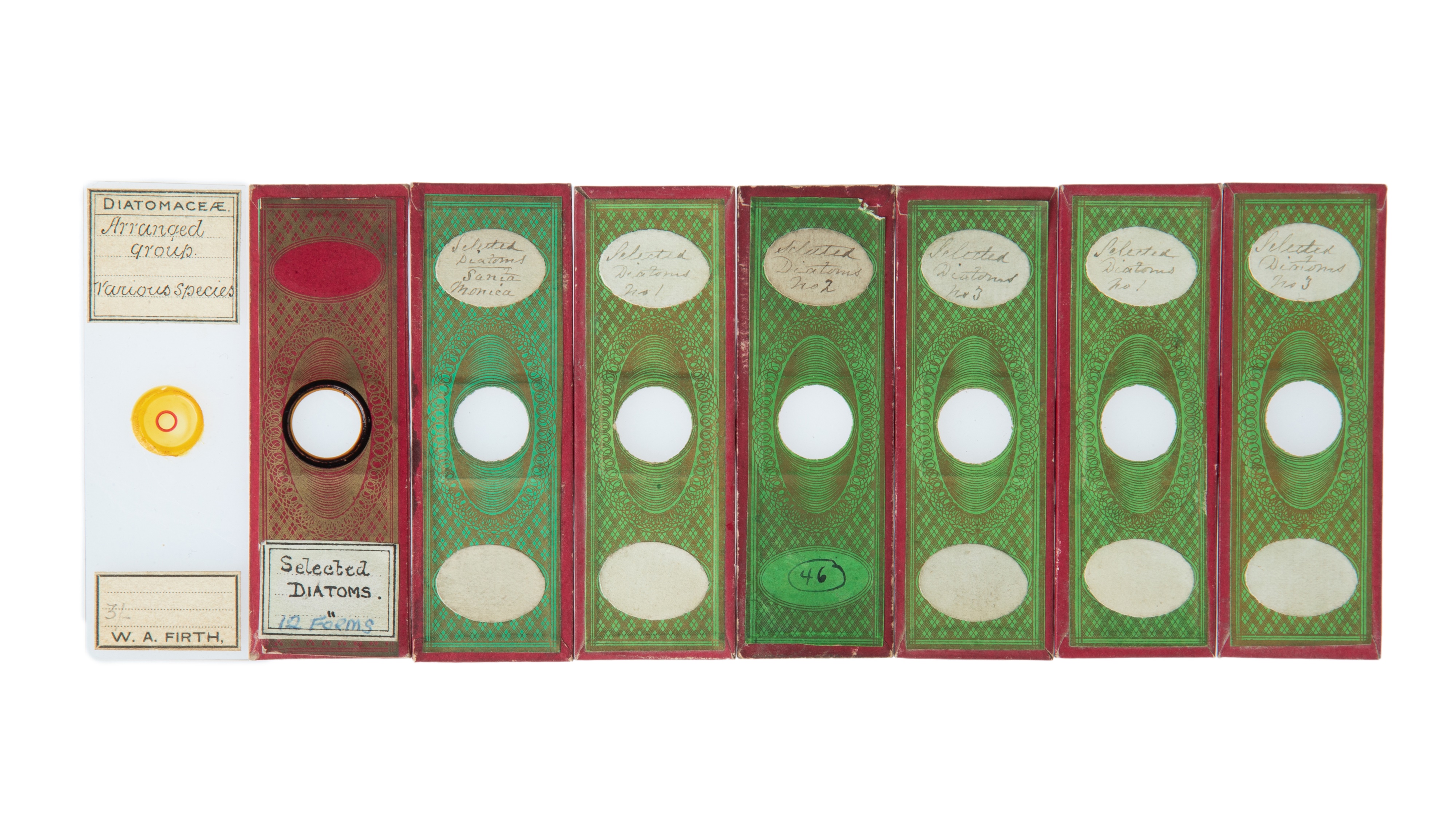 An Impressive Collection of Arranged Diatom & Foraminifera Microscope Slides, - Image 13 of 19