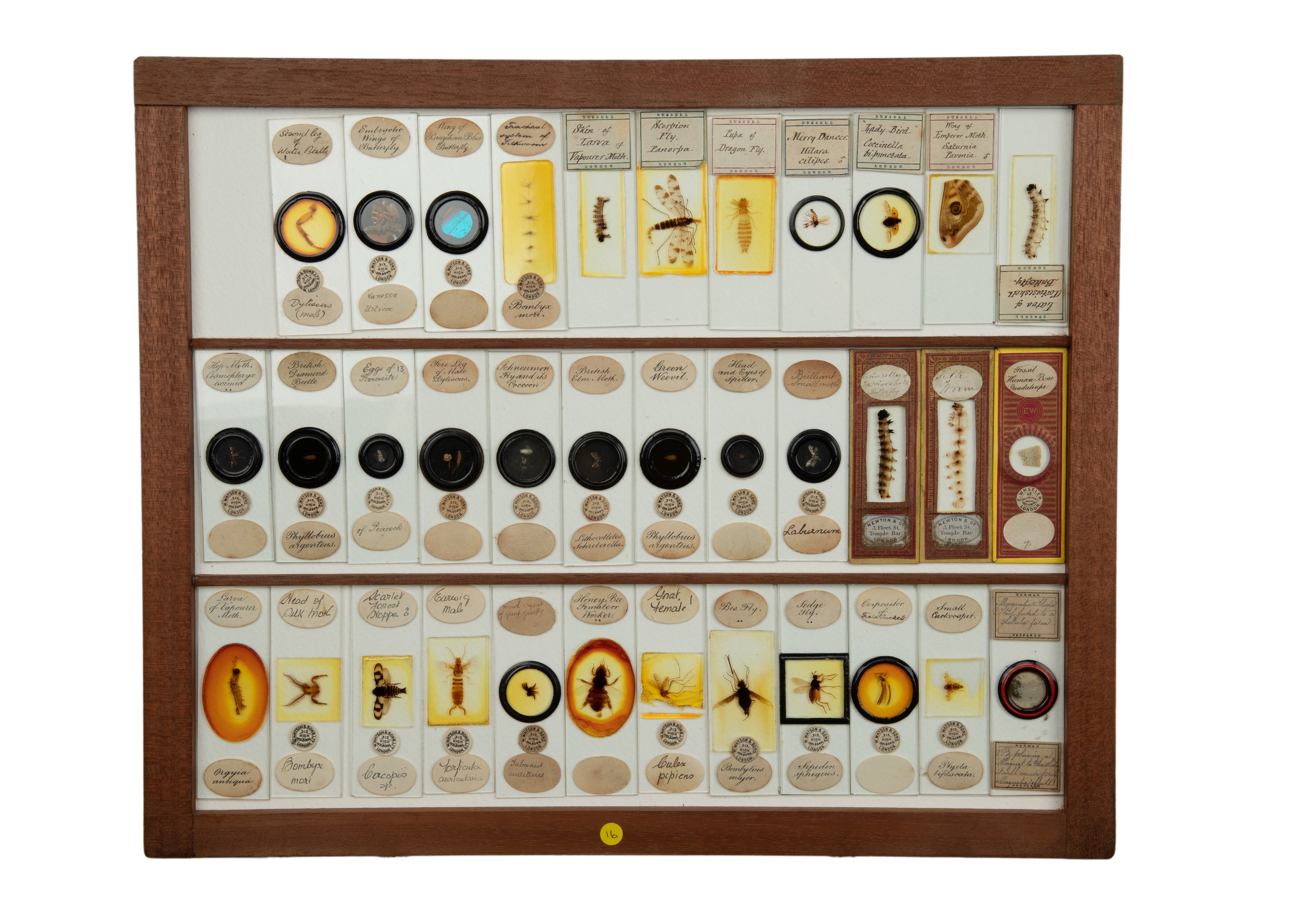 An Exceptional Single Owner Collection Of Victorian & Later Microscope Slides - Image 55 of 92