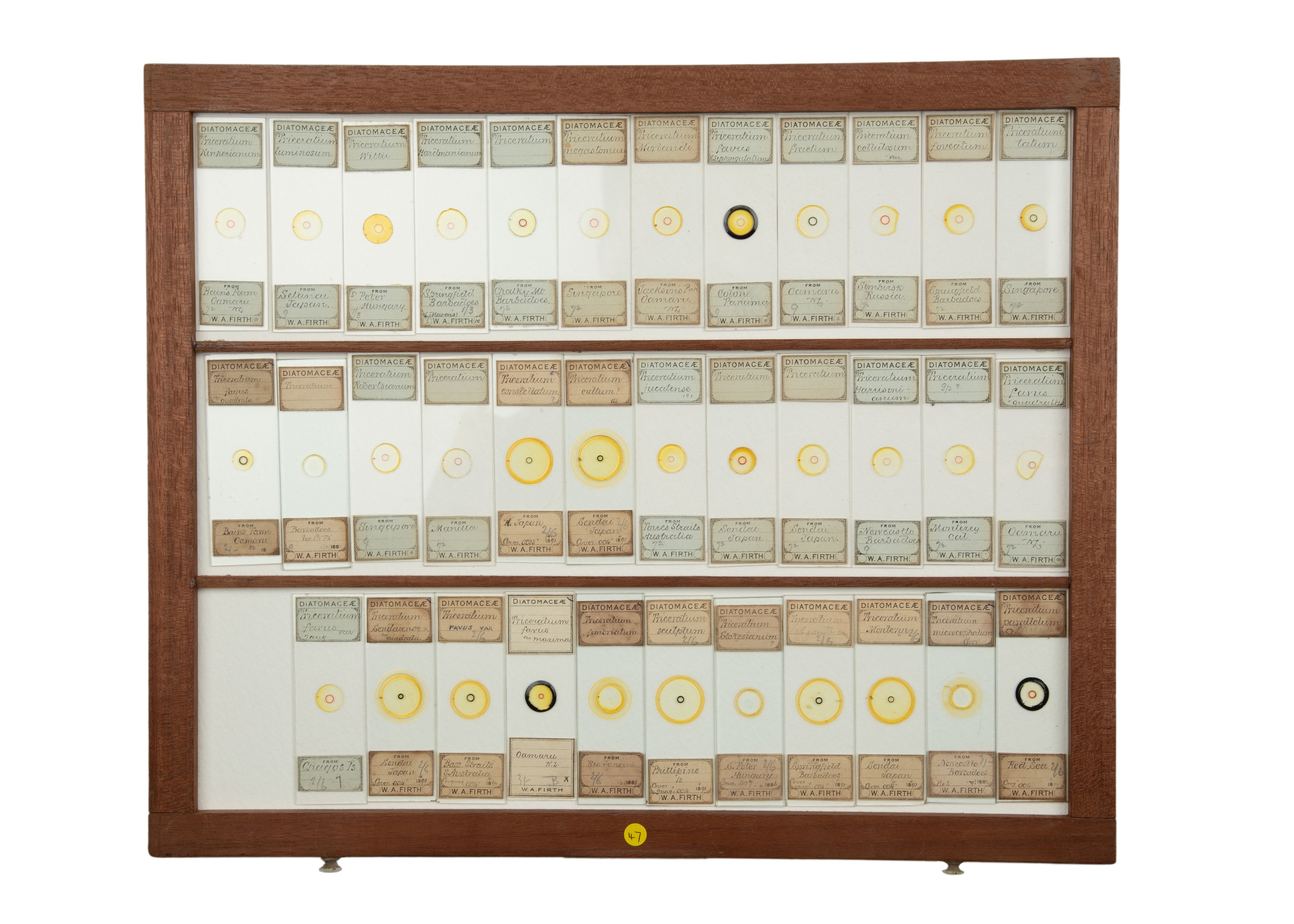 An Exceptional Single Owner Collection Of Victorian & Later Microscope Slides - Image 8 of 92