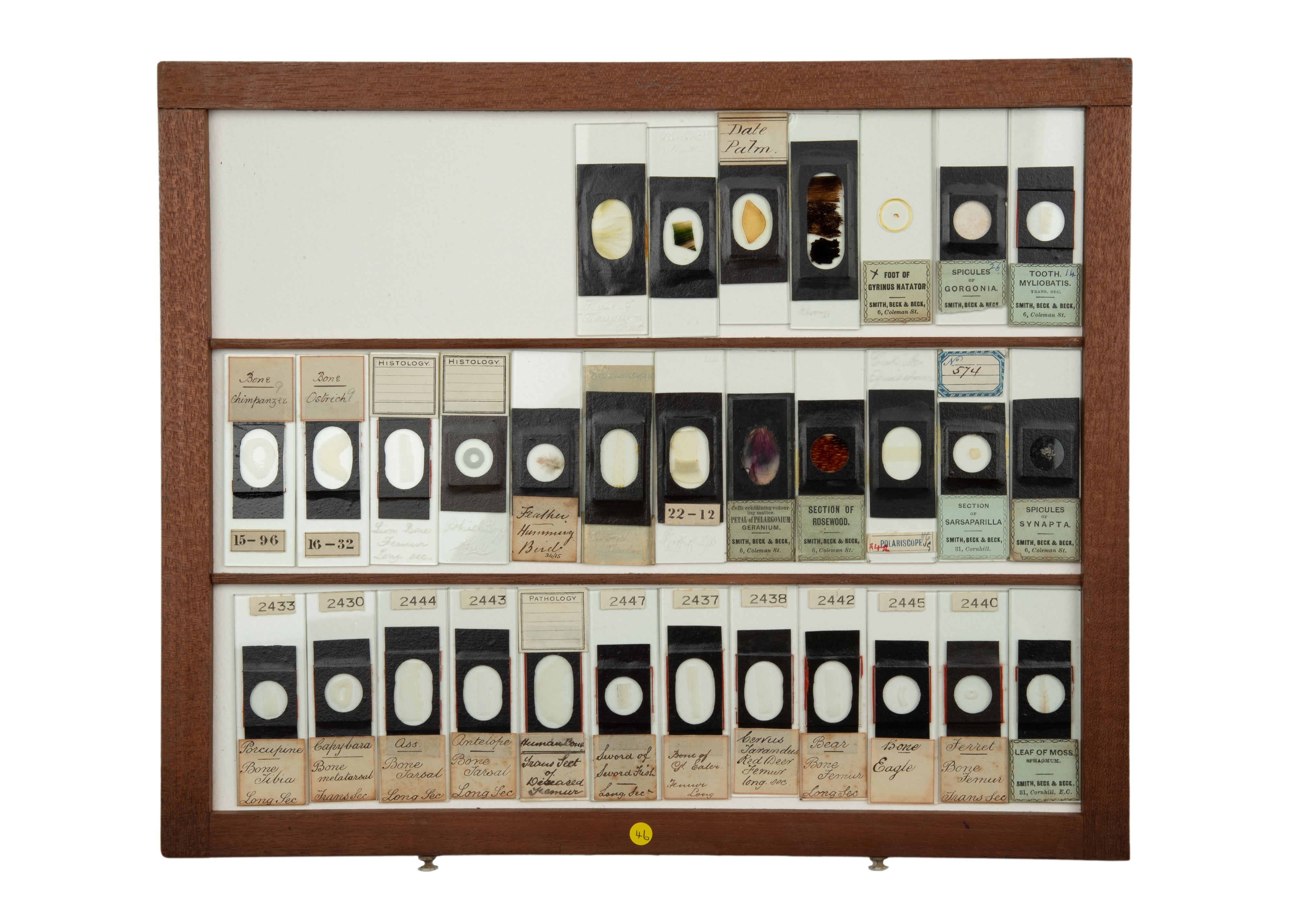 An Exceptional Single Owner Collection Of Victorian & Later Microscope Slides - Image 9 of 92