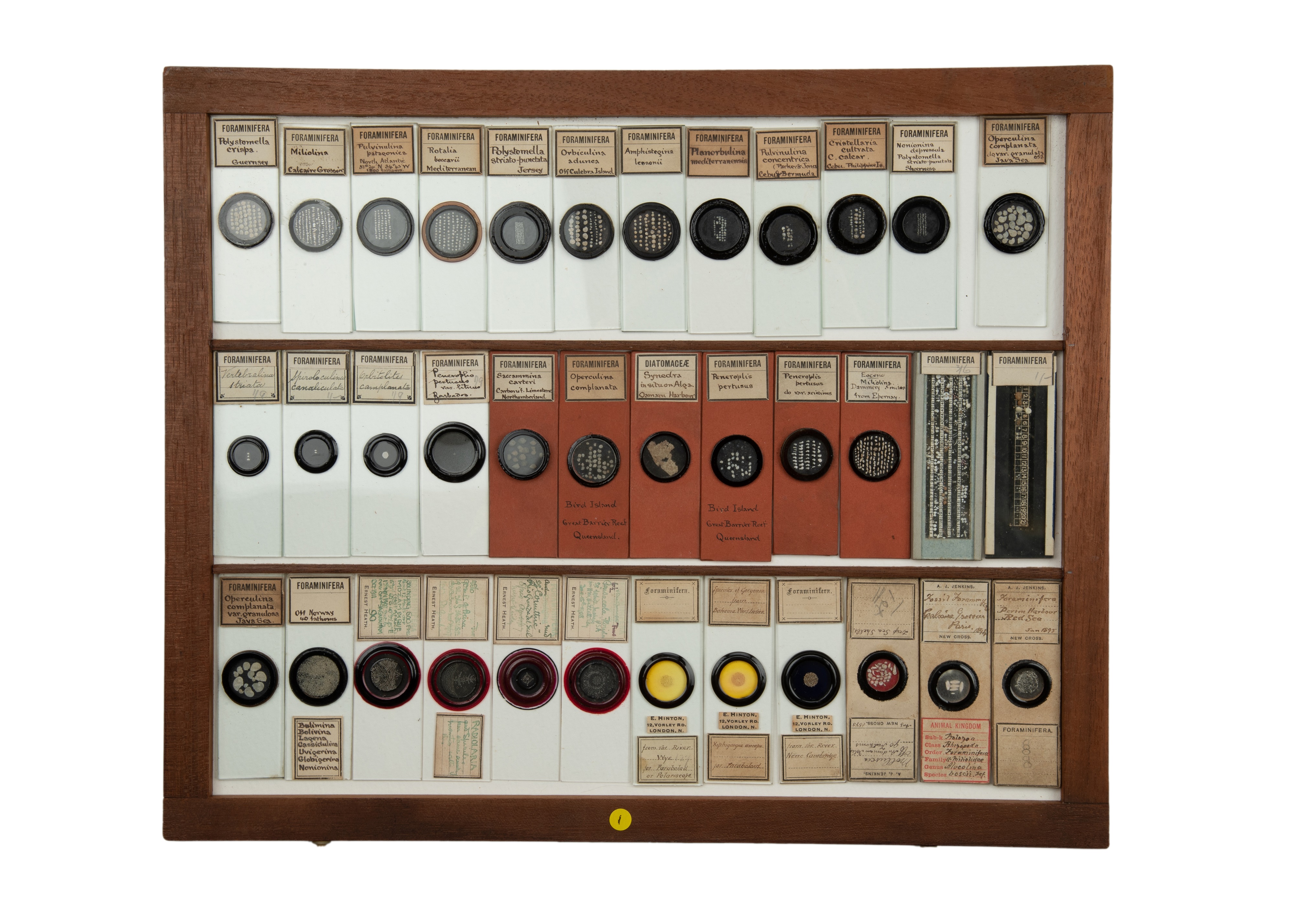 An Exceptional Single Owner Collection Of Victorian & Later Microscope Slides - Image 48 of 92