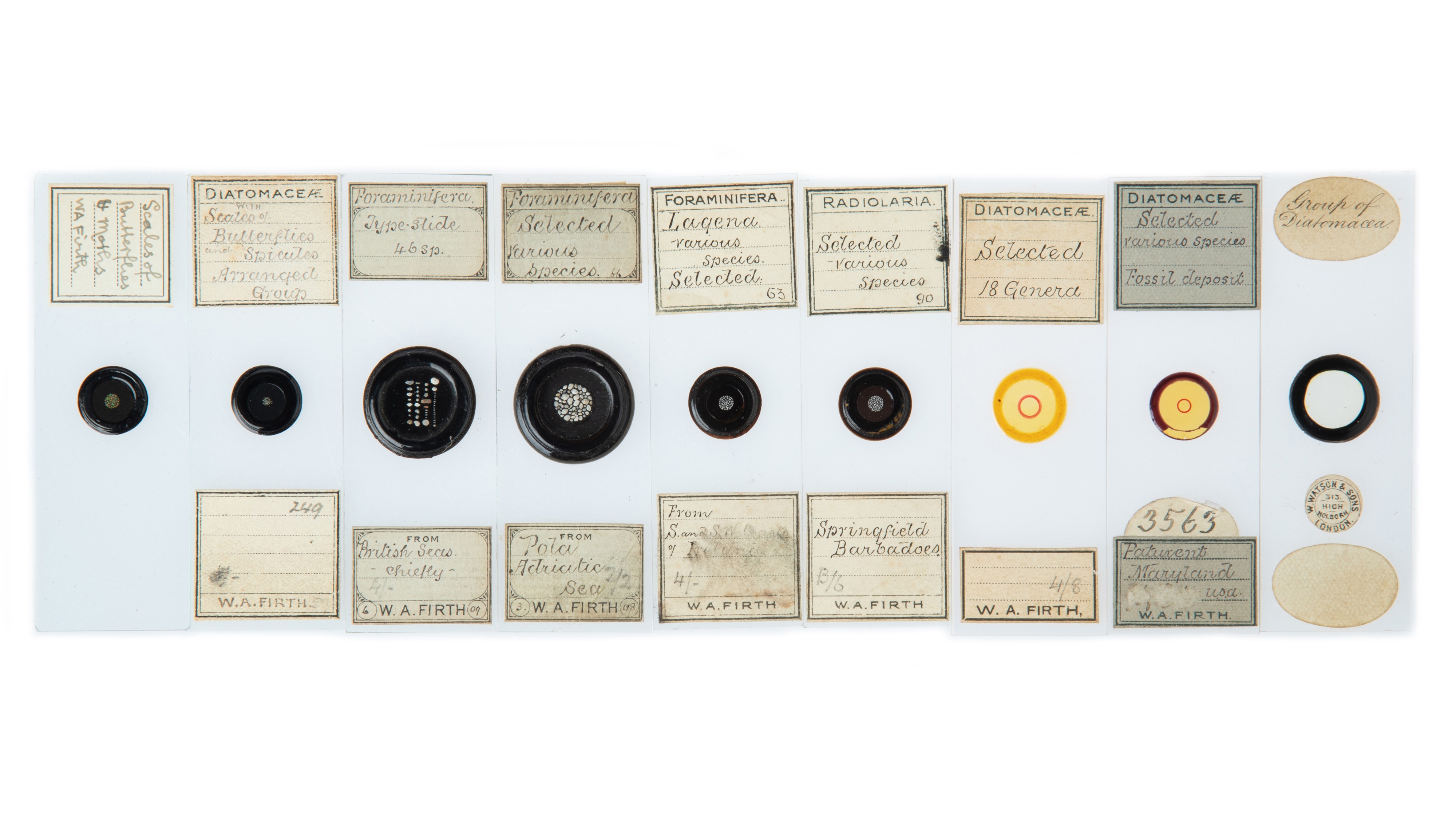 An Impressive Collection of Arranged Diatom & Foraminifera Microscope Slides, - Image 3 of 19