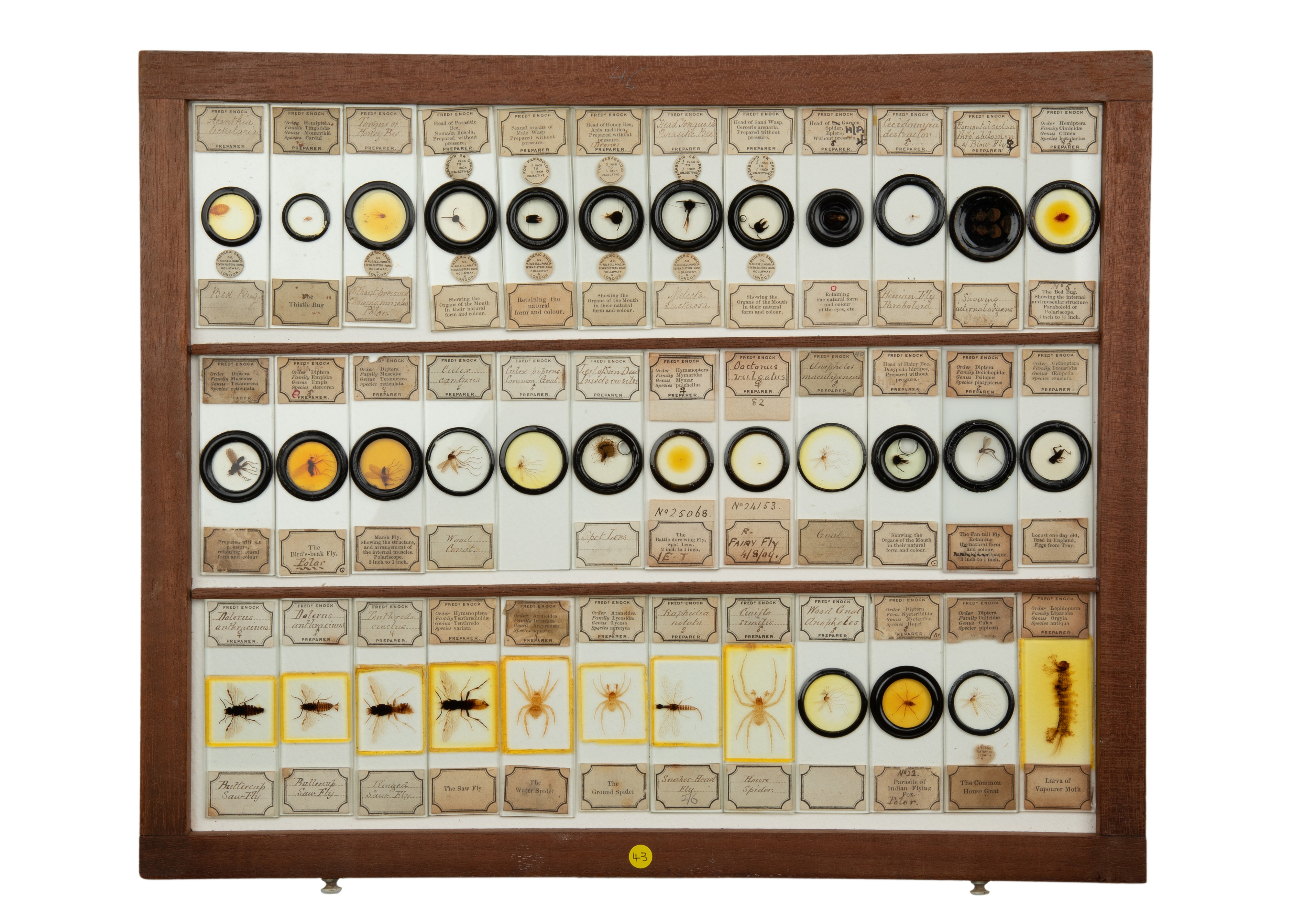 An Exceptional Single Owner Collection Of Victorian & Later Microscope Slides - Image 22 of 92