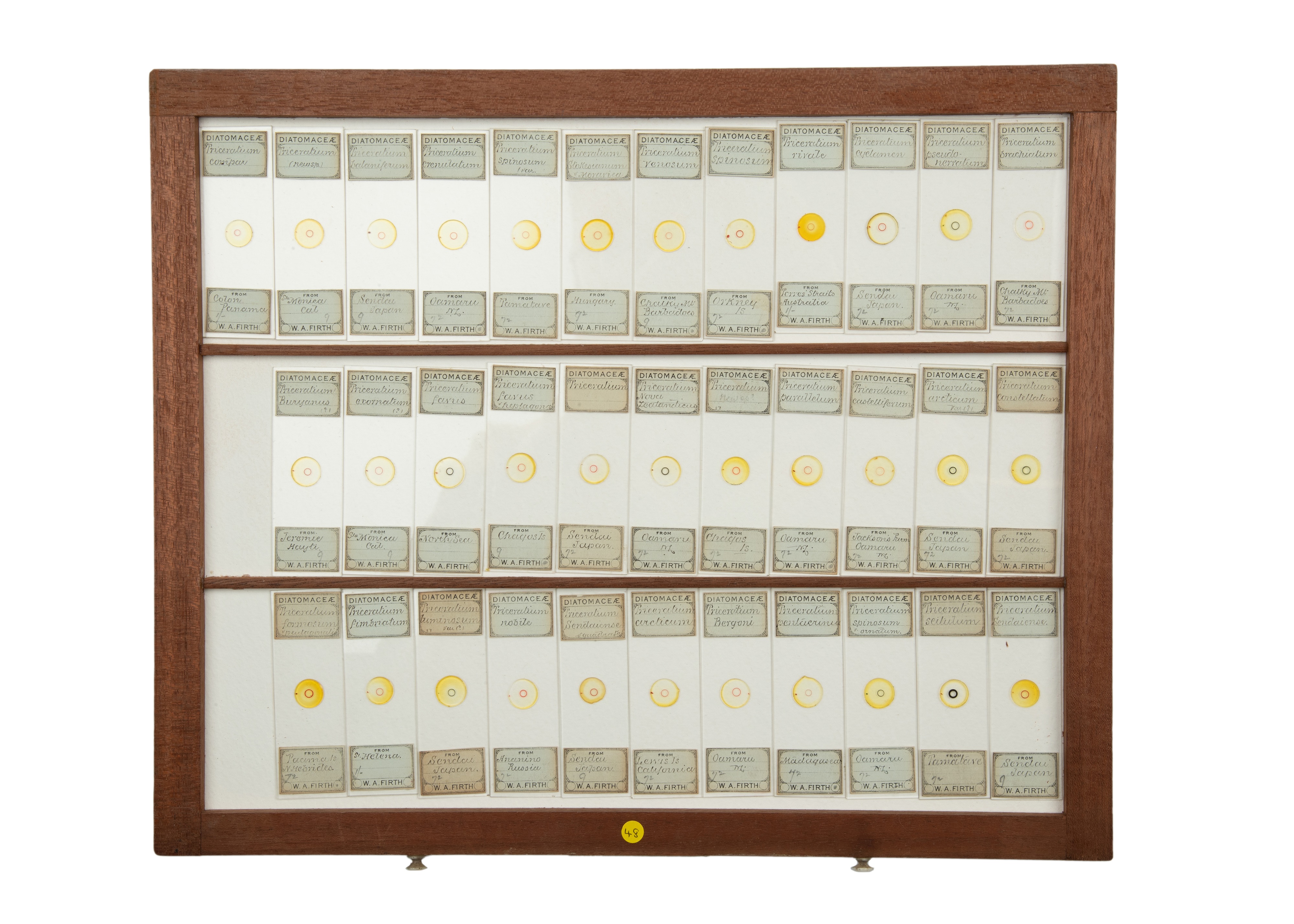An Exceptional Single Owner Collection Of Victorian & Later Microscope Slides - Image 11 of 92
