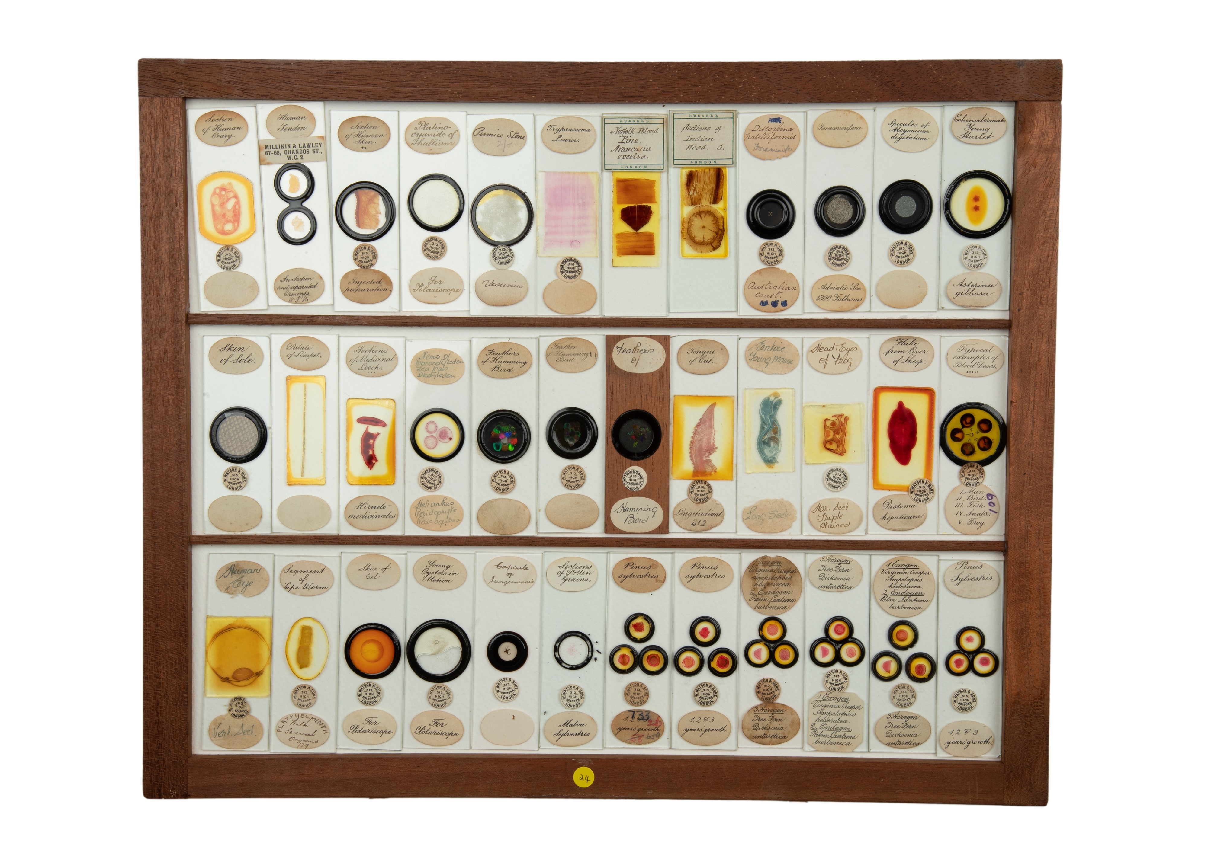 An Exceptional Single Owner Collection Of Victorian & Later Microscope Slides - Image 41 of 92