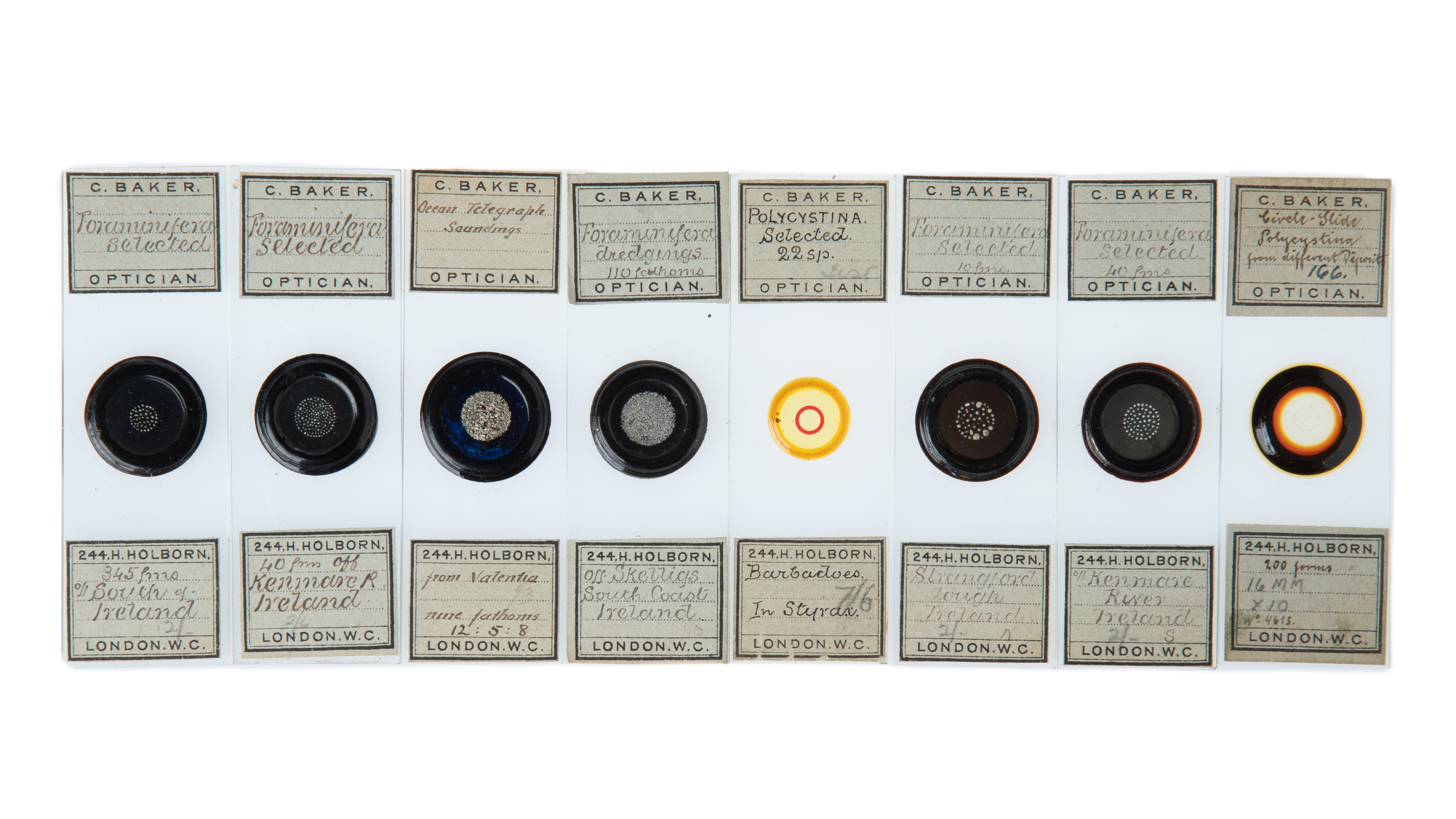 An Impressive Collection of Arranged Diatom & Foraminifera Microscope Slides, - Image 12 of 19