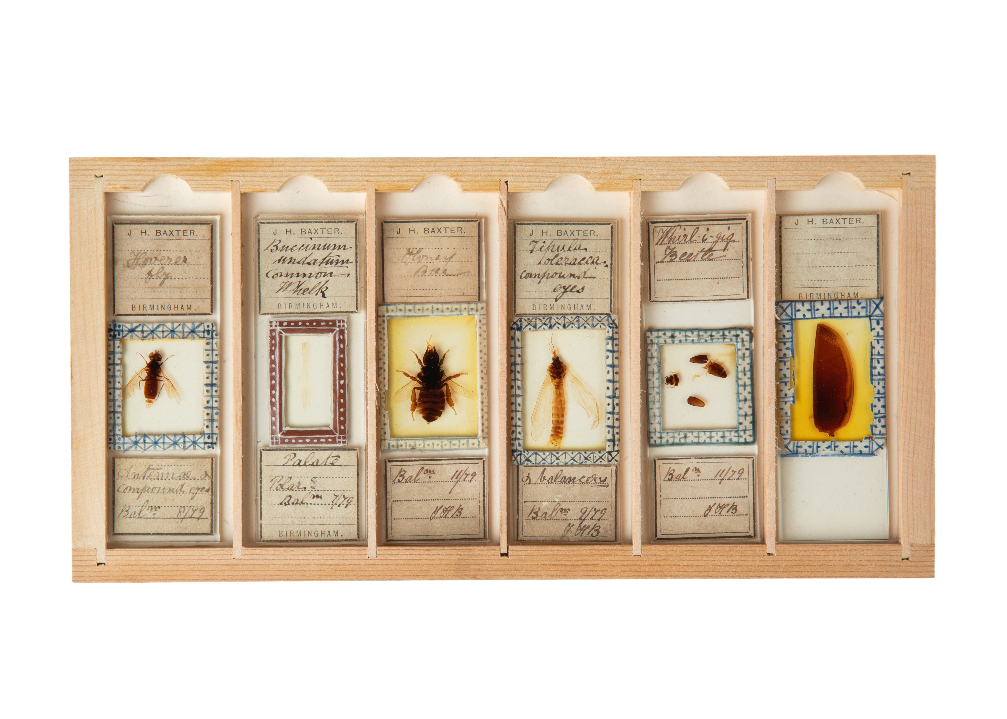 A Fine Set of Delicately Mounted Microscope Slides By James Neville, - Image 3 of 9