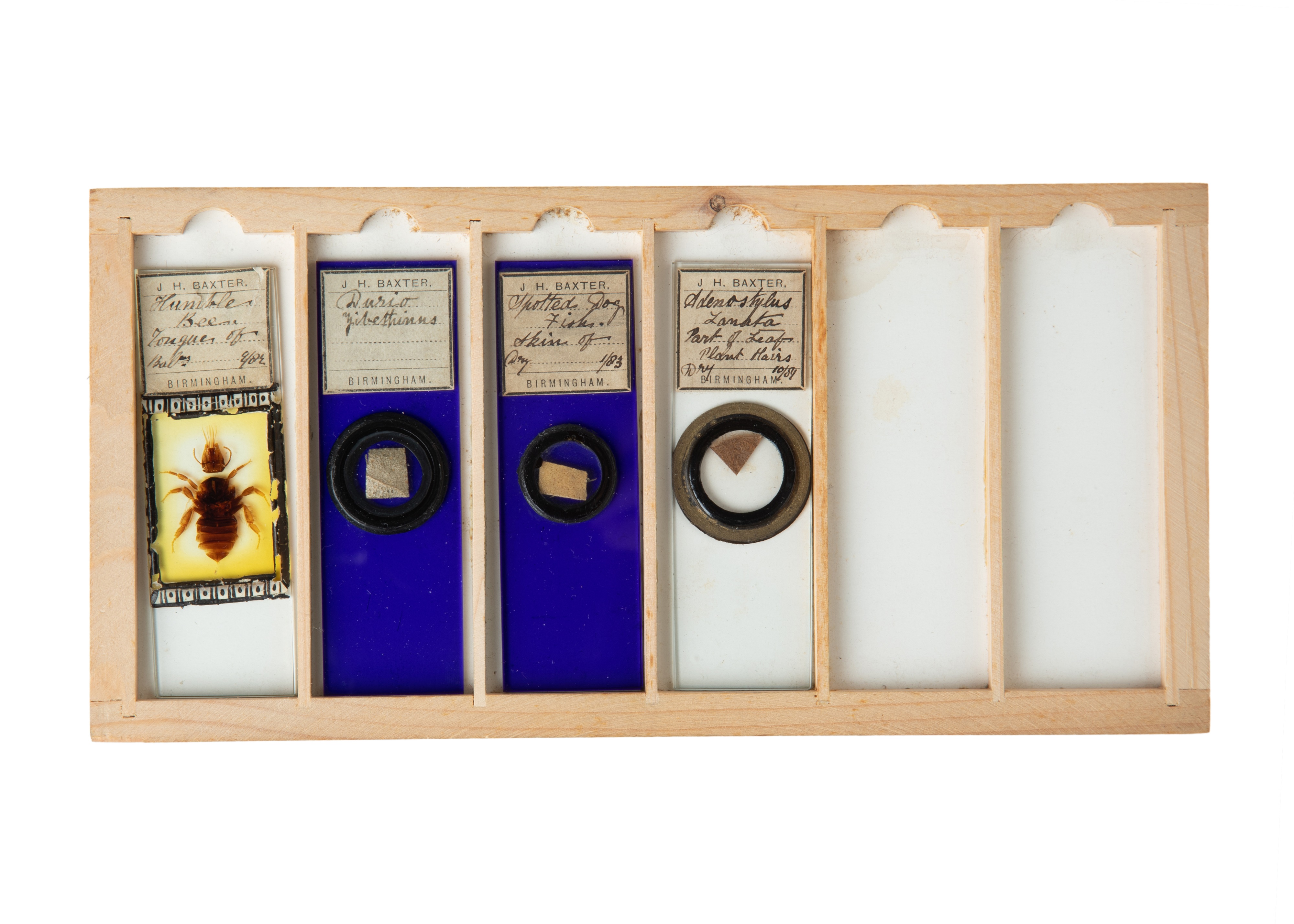 A Fine Set of Delicately Mounted Microscope Slides By James Neville, - Image 8 of 9