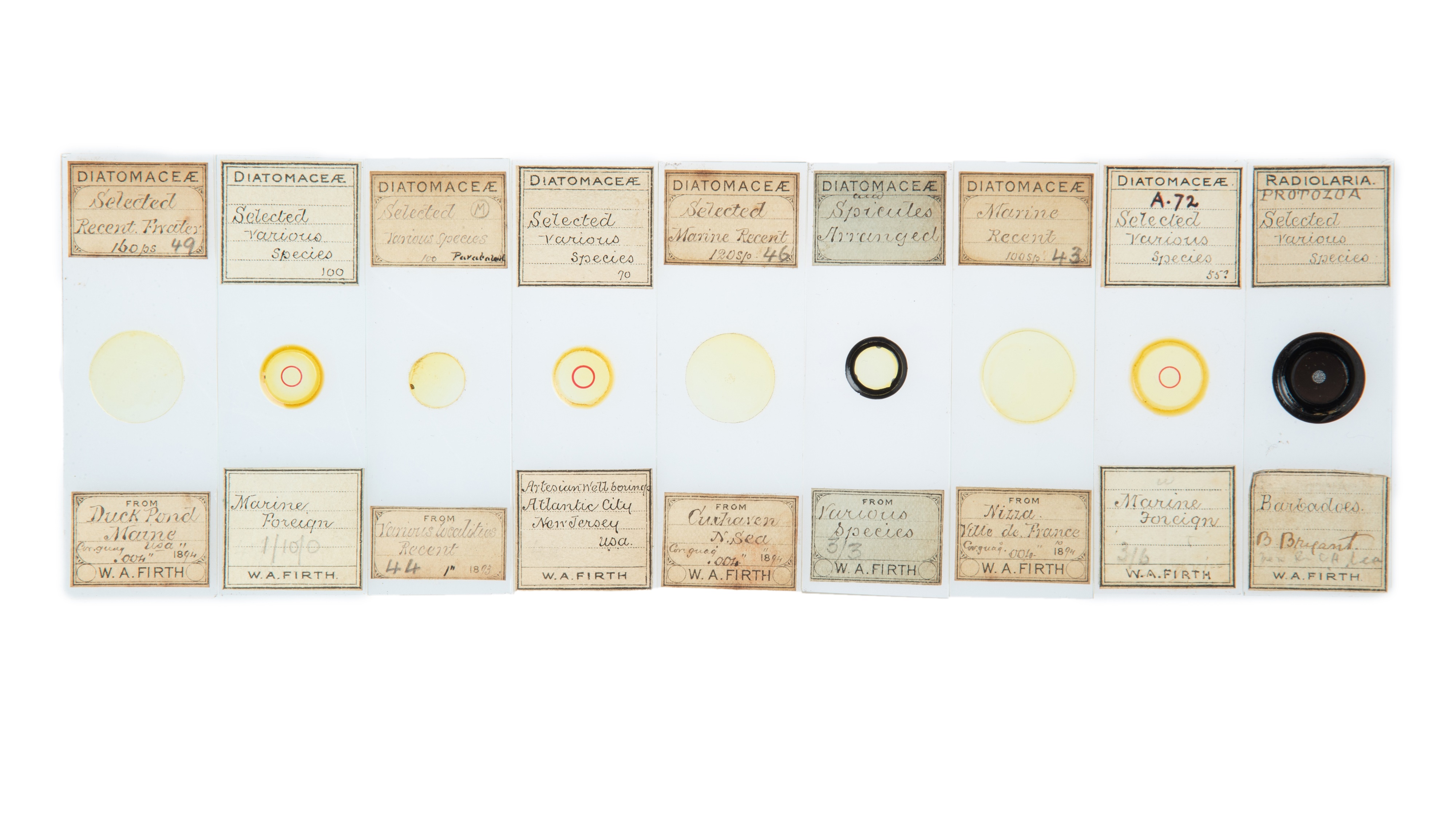 An Impressive Collection of Arranged Diatom & Foraminifera Microscope Slides, - Image 2 of 19