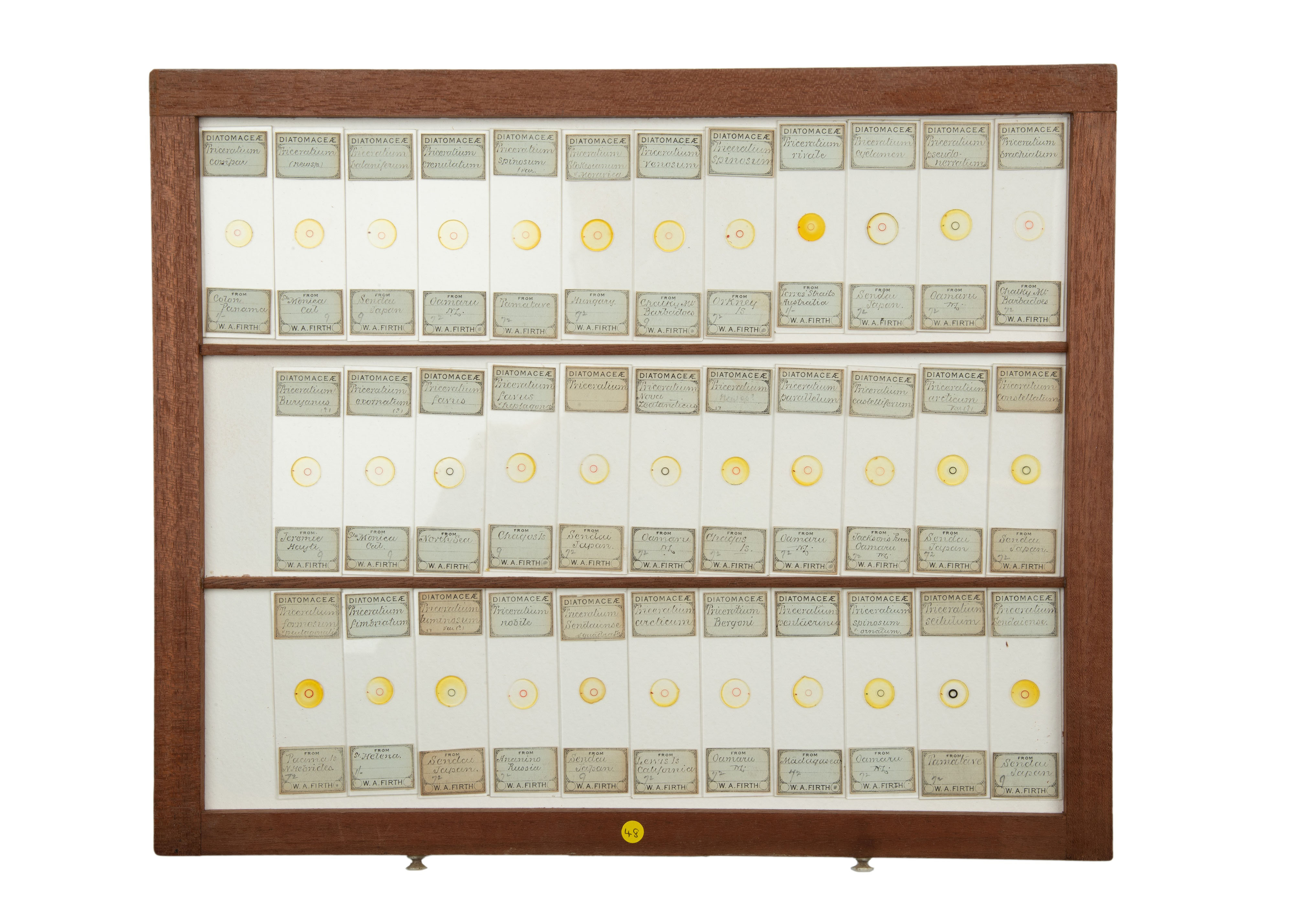 An Exceptional Single Owner Collection Of Victorian & Later Microscope Slides - Image 12 of 92