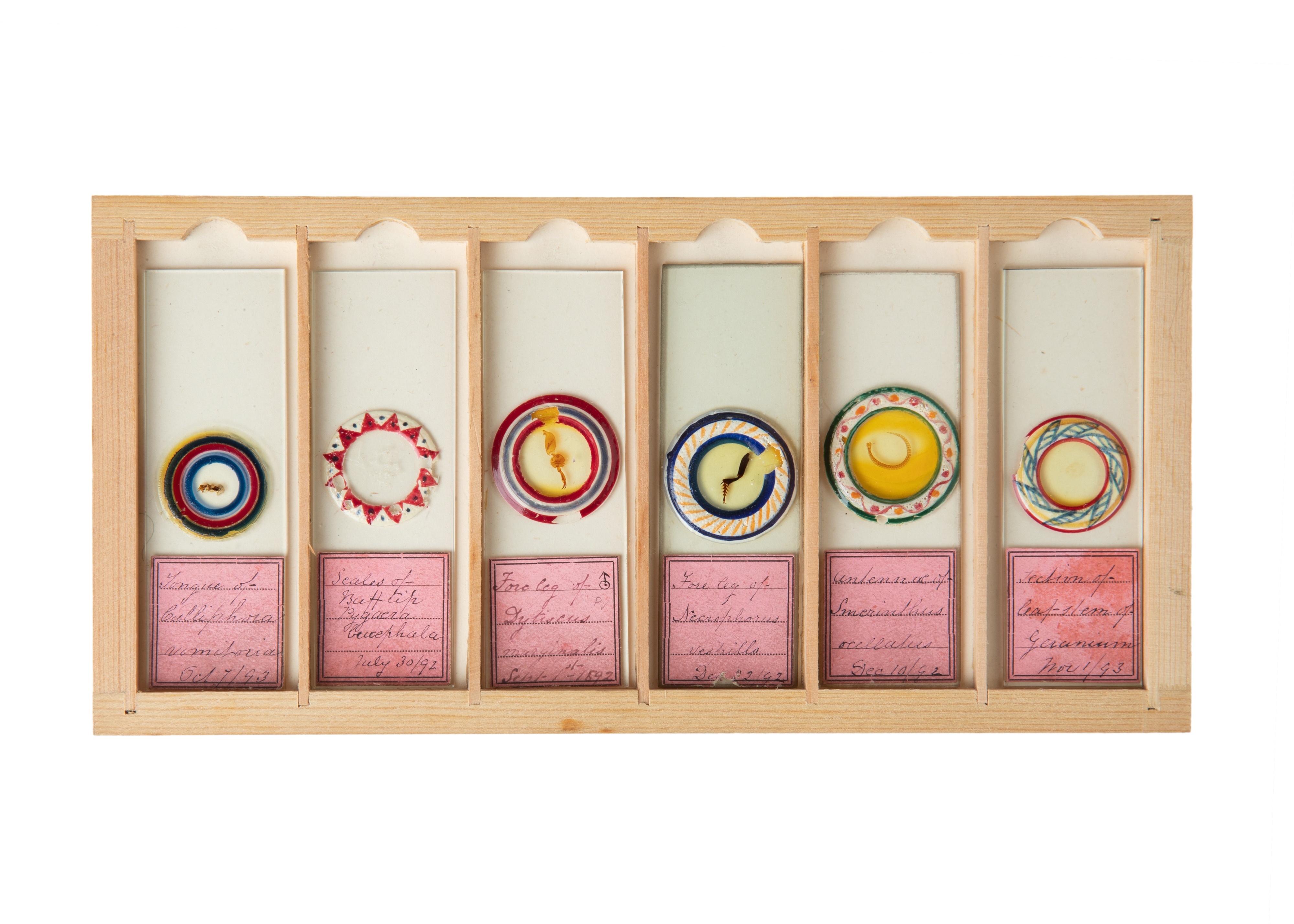 A Fine Set of Delicately Mounted Microscope Slides By James Neville, - Image 7 of 9