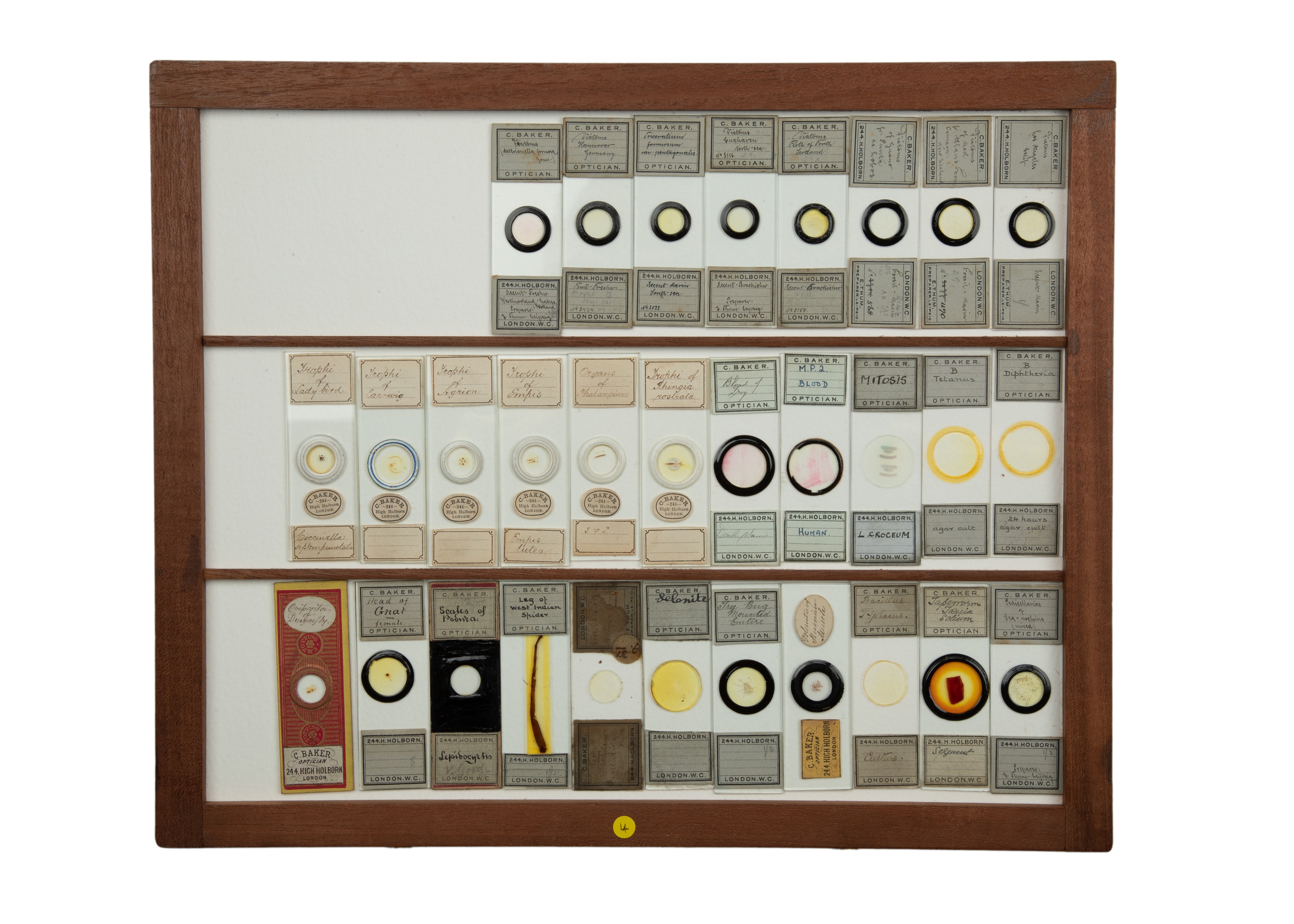 An Exceptional Single Owner Collection Of Victorian & Later Microscope Slides - Image 62 of 92