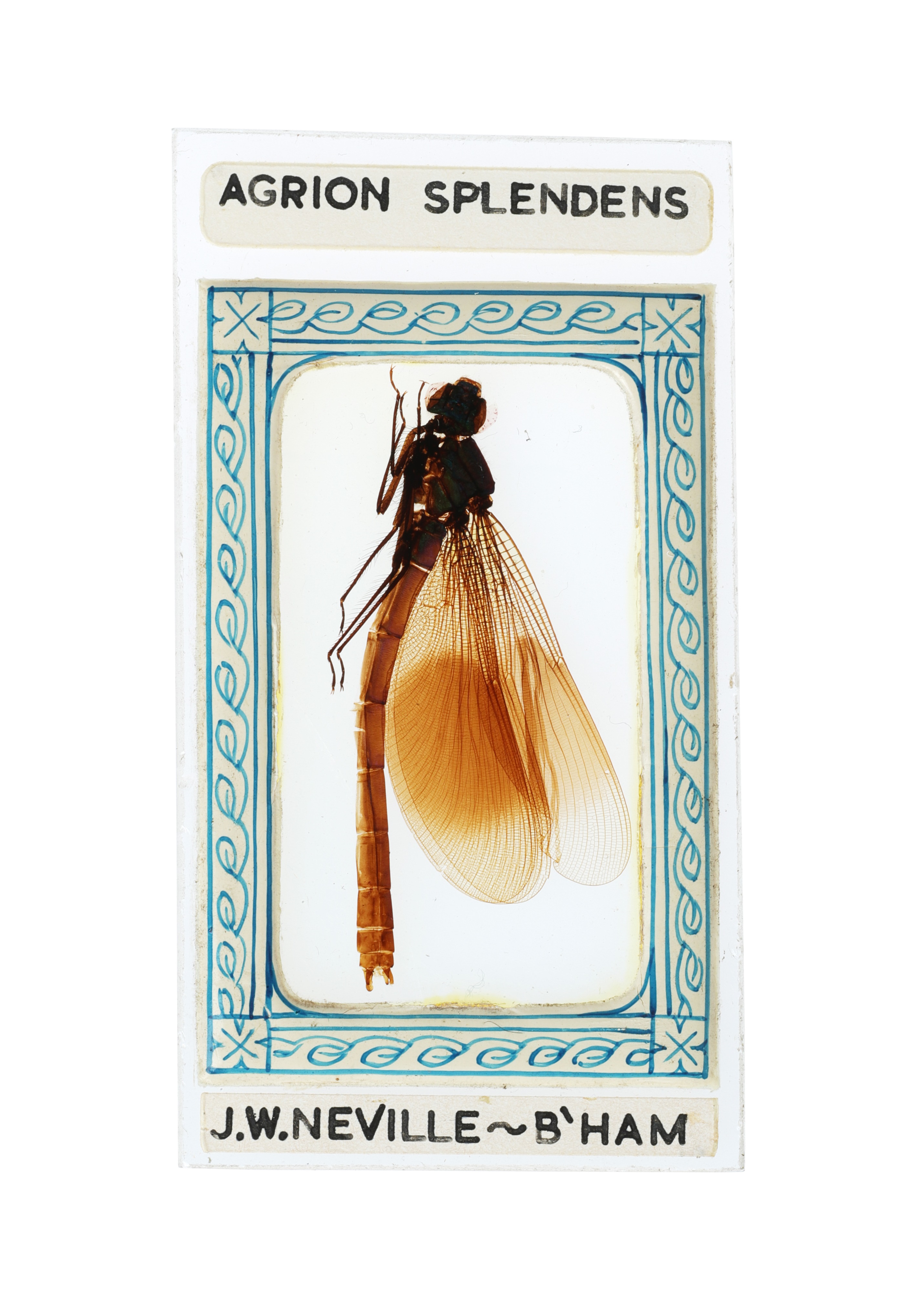 An exhibition Microscope slide of a damselfly by J. W. Neville,