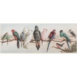 Birds & Cricket.- Bright (Harry), After. An English Team; An Australian Eleven, [c. 1893]; and two …