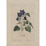 Napoleon.- Les Violettes, or Secret Symbol of the French, hand-coloured engraved plate of