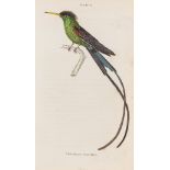 Birds.- Jardine (Sir William) The Naturalist's Library, vol.XV: Ornithology. The Natural History …