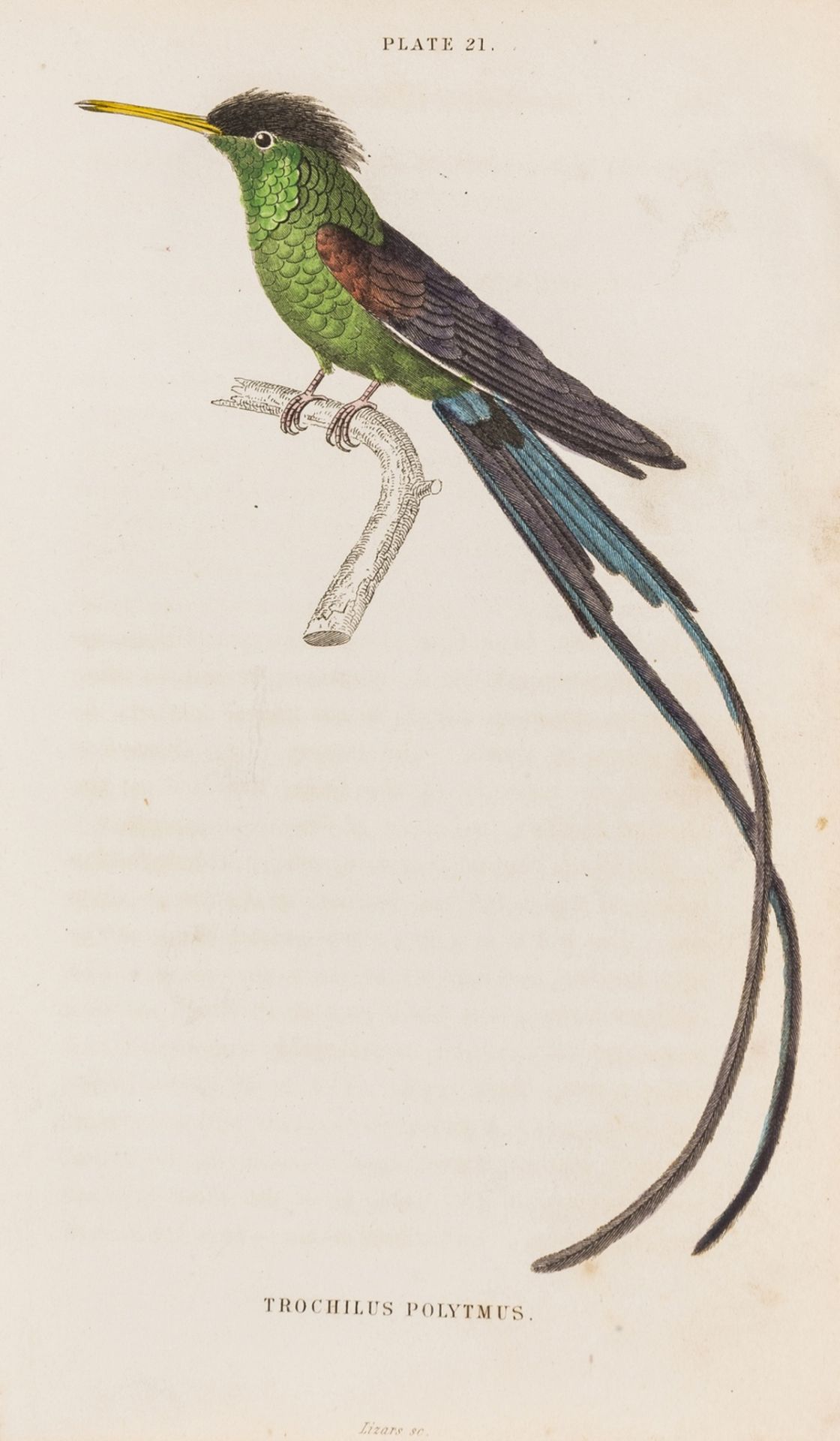 Birds.- Jardine (Sir William) The Naturalist's Library, vol.XV: Ornithology. The Natural History …
