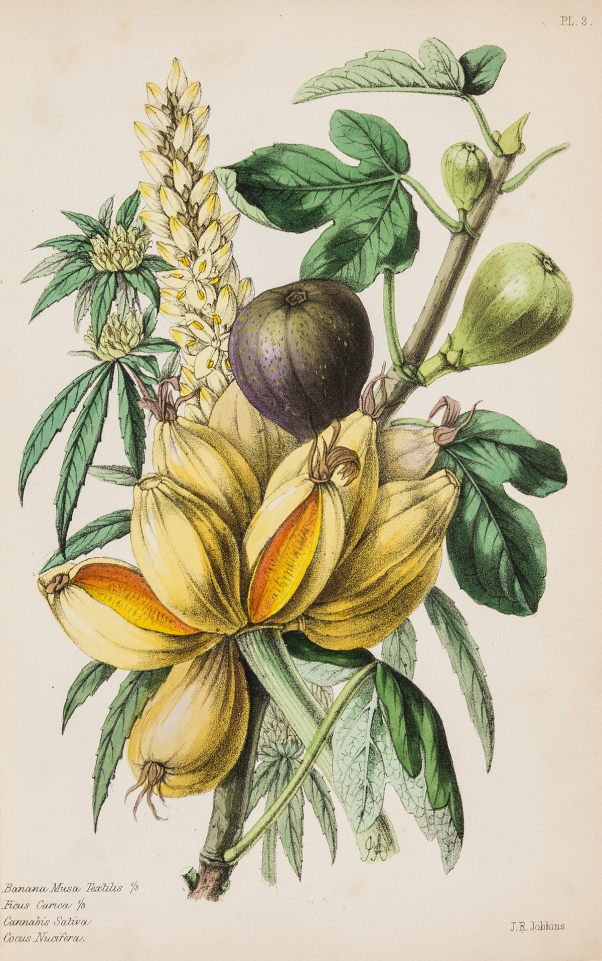 Botany.- Thornton (Robert John) A Family Herbal, hand-coloured wood-engravings by Thomas Bewick, …