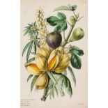 Botany.- Thornton (Robert John) A Family Herbal, hand-coloured wood-engravings by Thomas Bewick, …