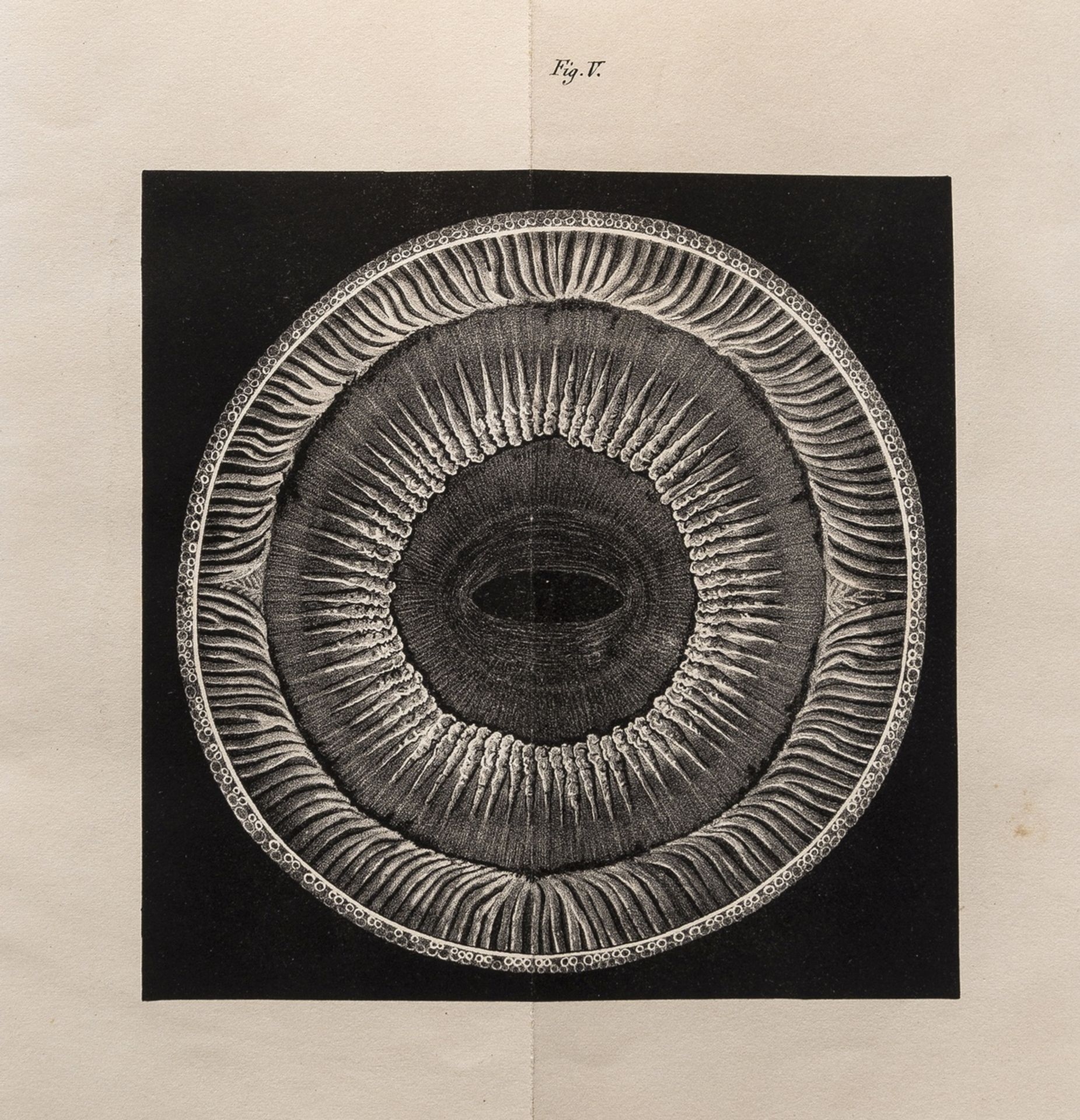 Whale's eyes.- Mayer (Dr. A.) Anatomische Untersuchungen über das. Auge der Cetaceen, Bonn, Henry …