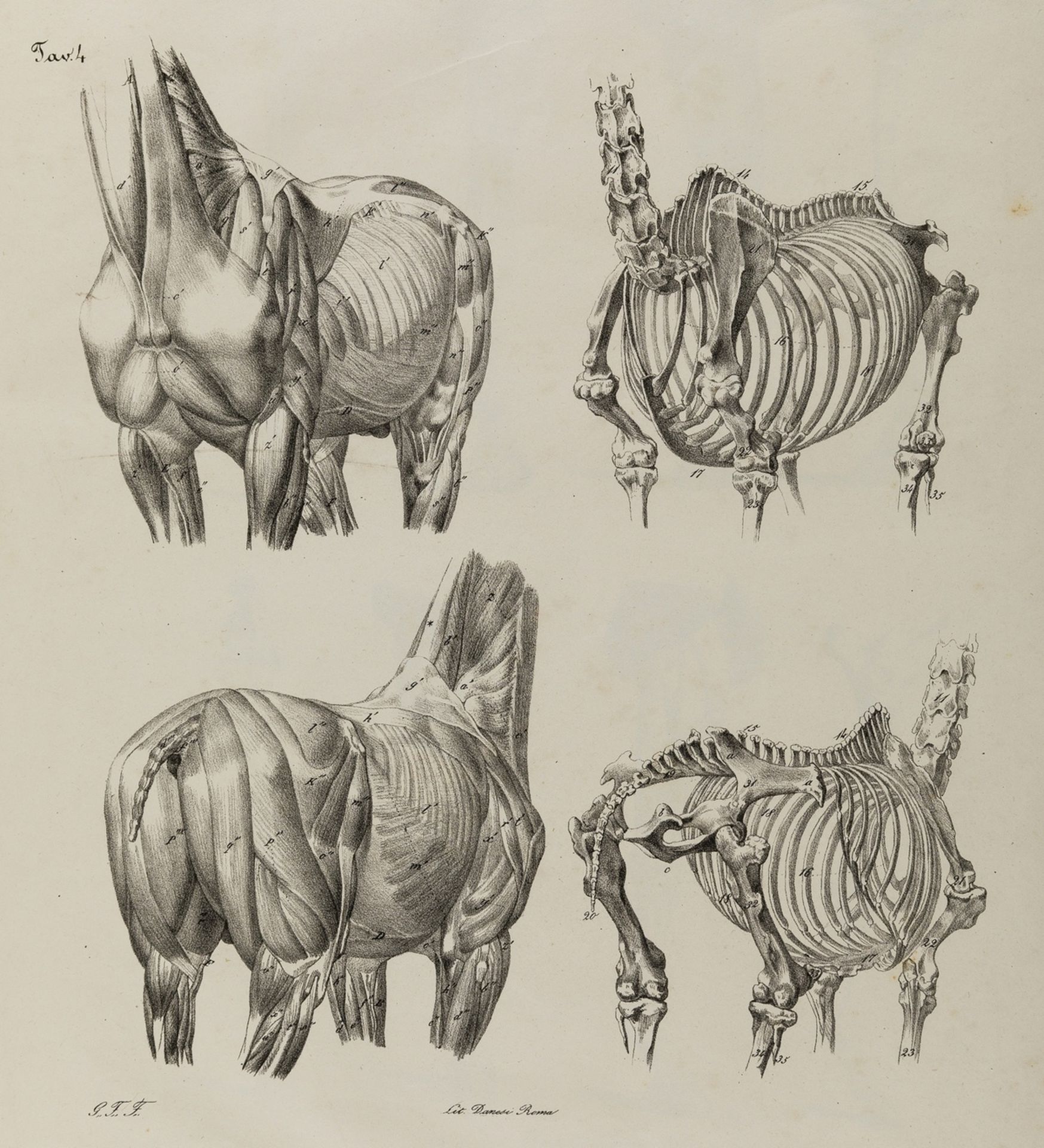 Ponzi (Giuseppe) Anatomia Artistica del Cavallo, Rome, 1841.