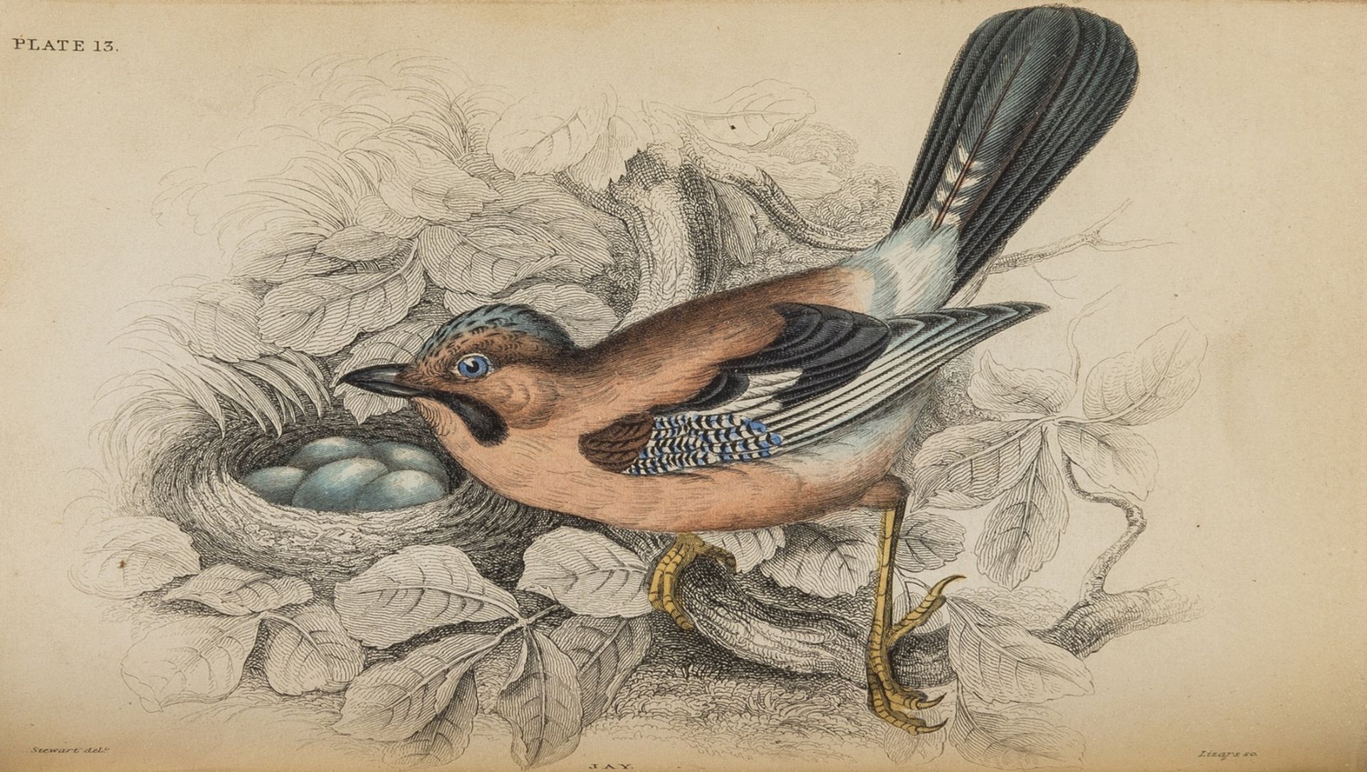 Jardine (Sir William) The Naturalist's Library, Ornithology: Birds of Great Britain and Ireland, 3 …