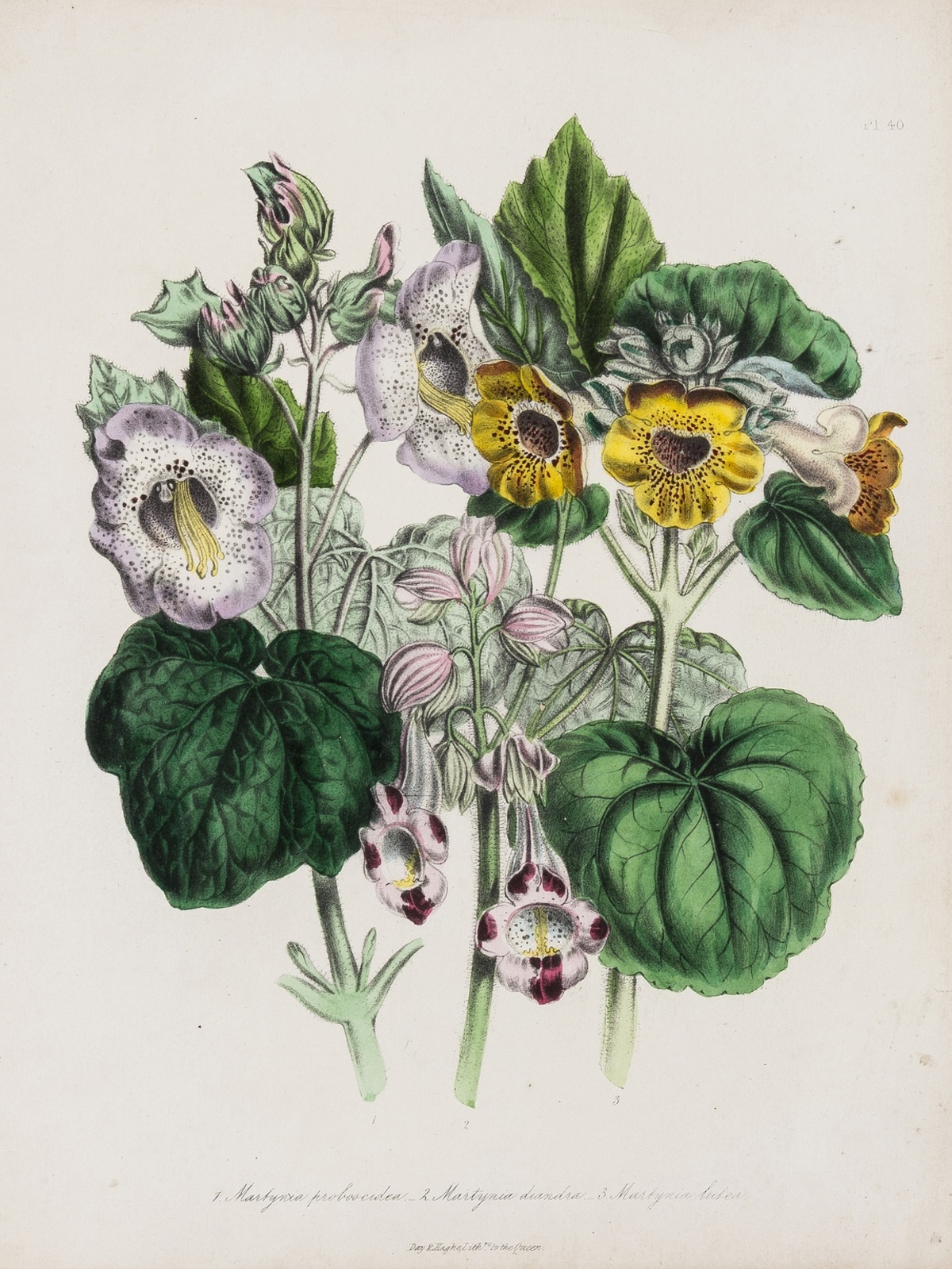 Botany.- [46 Hand-coloured botanical plates], lithograph plates, c.1870s.