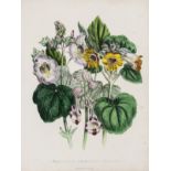 Botany.- [46 Hand-coloured botanical plates], lithograph plates, c.1870s.