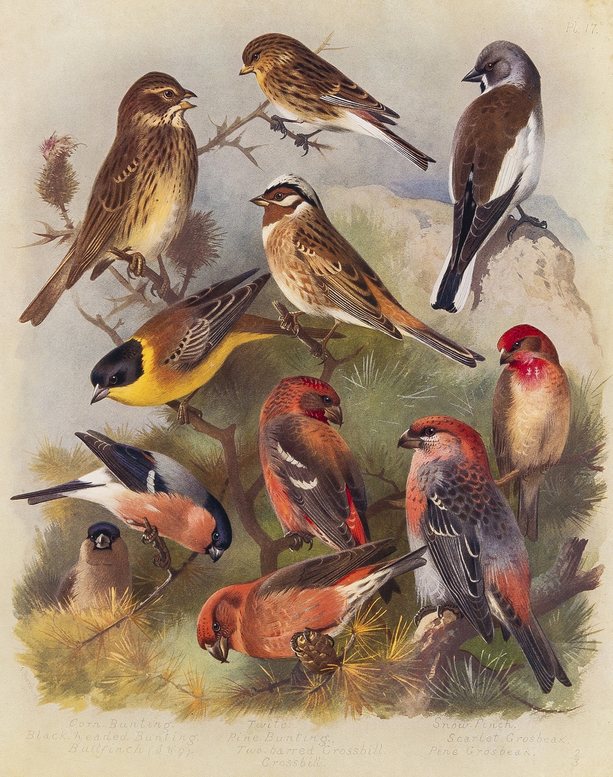 Birds.- Thorburn (Archibald) British Birds, 5 vol., including supplement, number 74 of 105 …