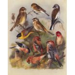 Birds.- Thorburn (Archibald) British Birds, 5 vol., including supplement, number 74 of 105 …