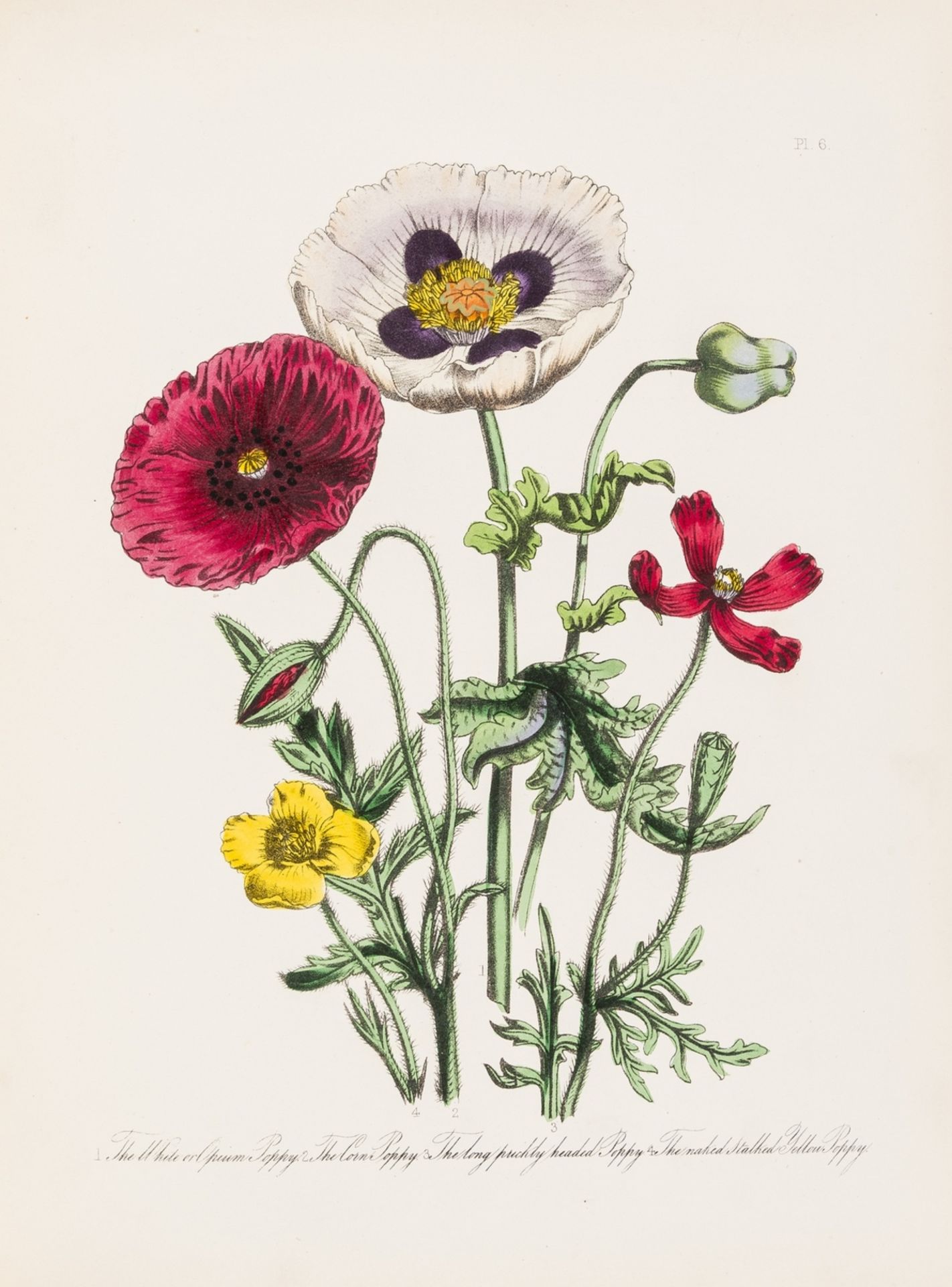 Botany.- Loudon (Jane) British Wild Flowers, second edition, [1849].