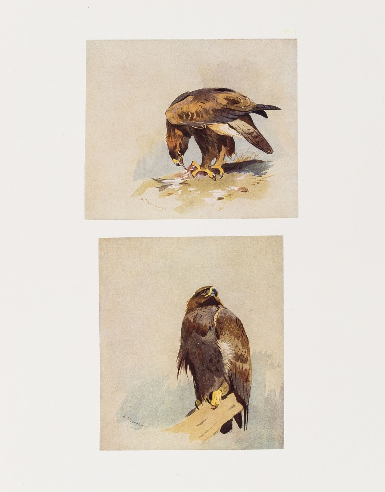 Birds.- Thorburn (Archibald) A Naturalist's Sketch Book, number 24 of 105 copies, 1919.