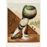 Birds.- Fulton (Robert) The Illustrated Book of Pigeons with Standards for Judging, Cassell, [c. …