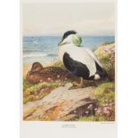Birds.- Millais (John Guille) British Diving Ducks, 2 vol., limited edition of 450 copies, 1913.