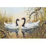 Birds.- Donner (Carl, b.1957) Pair of Black Neck Swans and Cygnets, watercolour and gouache, [2000].