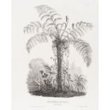 Trees in Asia.- Milbert (Jacques Gerard) Etudes d'arbres asiatiques..., [c. 1830].