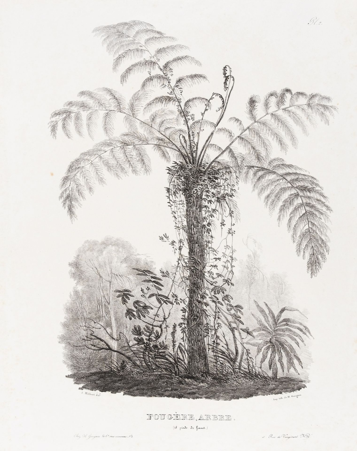 Trees in Asia.- Milbert (Jacques Gerard) Etudes d'arbres asiatiques..., [c. 1830].