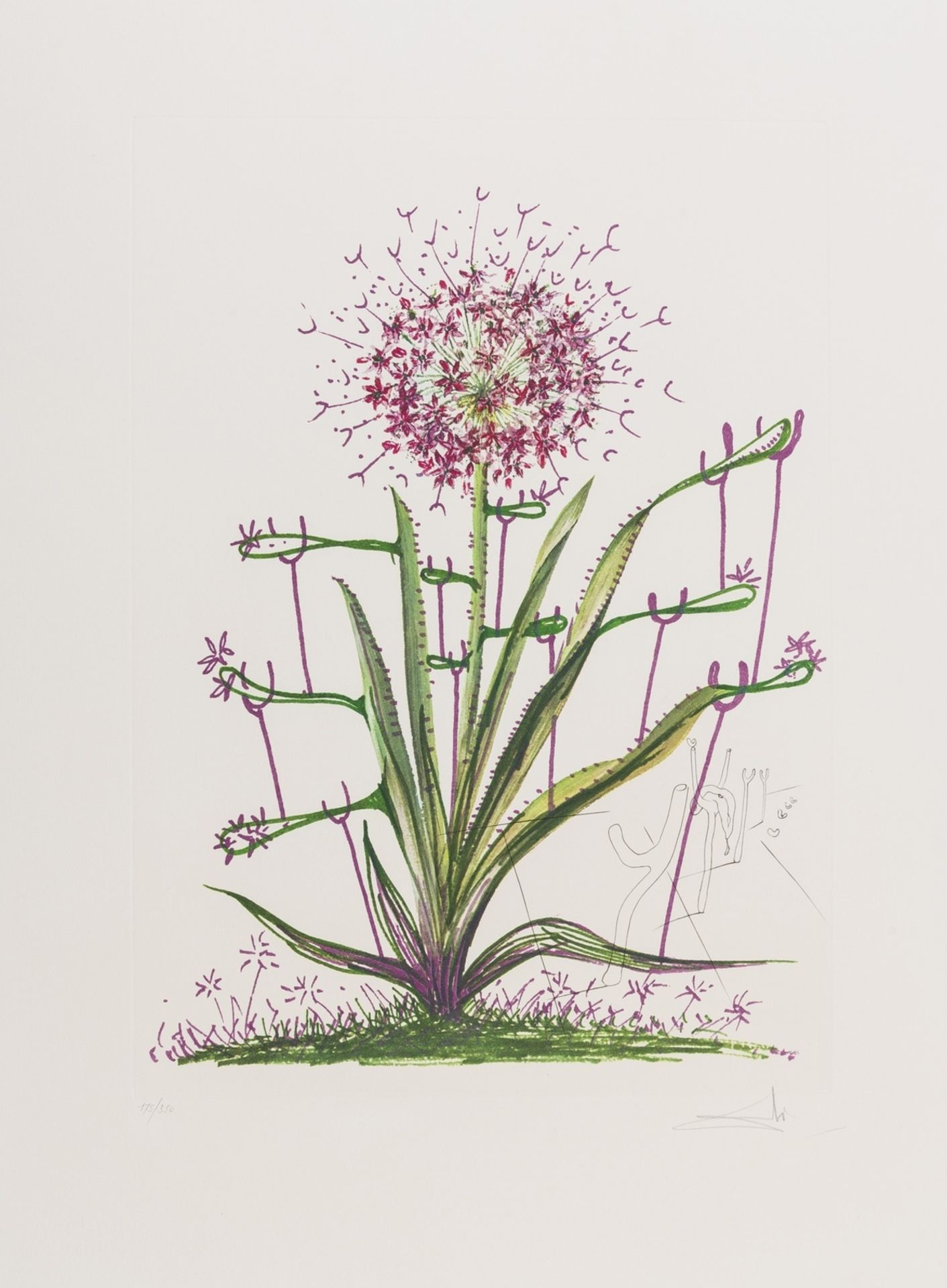 Salvador Dalí (1904-1989) Allium Christophi Aurium (Field 72-7-I)