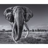 David Yarrow (b.1966) Space For Giants