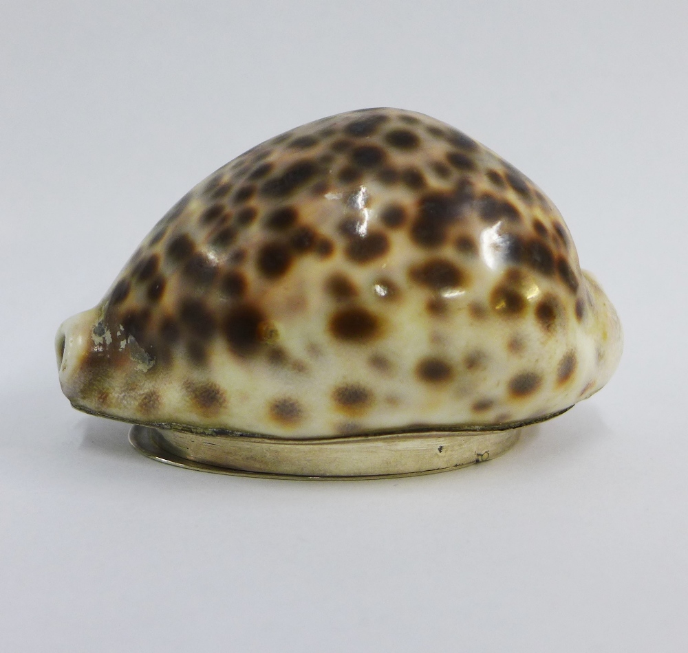 19th century Scottish provincial silver mounted cowrie shell snuff box, Peter Gill & Son,