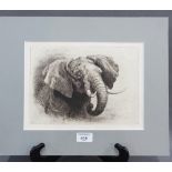 After Heywood Hardie, The Head of an African Elephant, 19th century etching, in a good clean mount