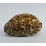 18th century Scottish provincial silver mounted cowrie shell snuff box, possibly John Cornfute of