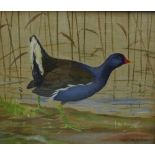 Ralston Gudgeon RSW, Water Hen, Gouache, signed, framed under glass, 29 x 24cm