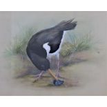 Norman Orr, (SCOTTISH 1924 - 1993), Oyster Catcher, watercolour, signed and dated '69, framed