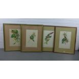 Set of four coloured botanical lithographs with birds and insects, after Descourtilz, in glazed