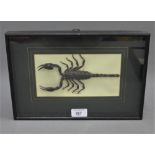 Taxidermy Scorpion, in a glazed showcase, overall size of case is approx 32 x 21cm