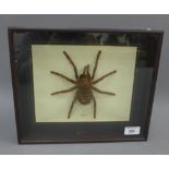 Taxidermy Tarantula, in a glazed showcase, overall size of case is approx 32 x 26.5cm