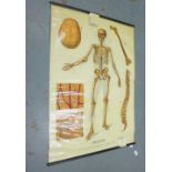 W & A.K. Johnstone's Series of Anatomy wall chart - 'Skeleton' Plate 1., 100 x 140cm