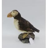 Taxidermy of a Puffin, 25cm
